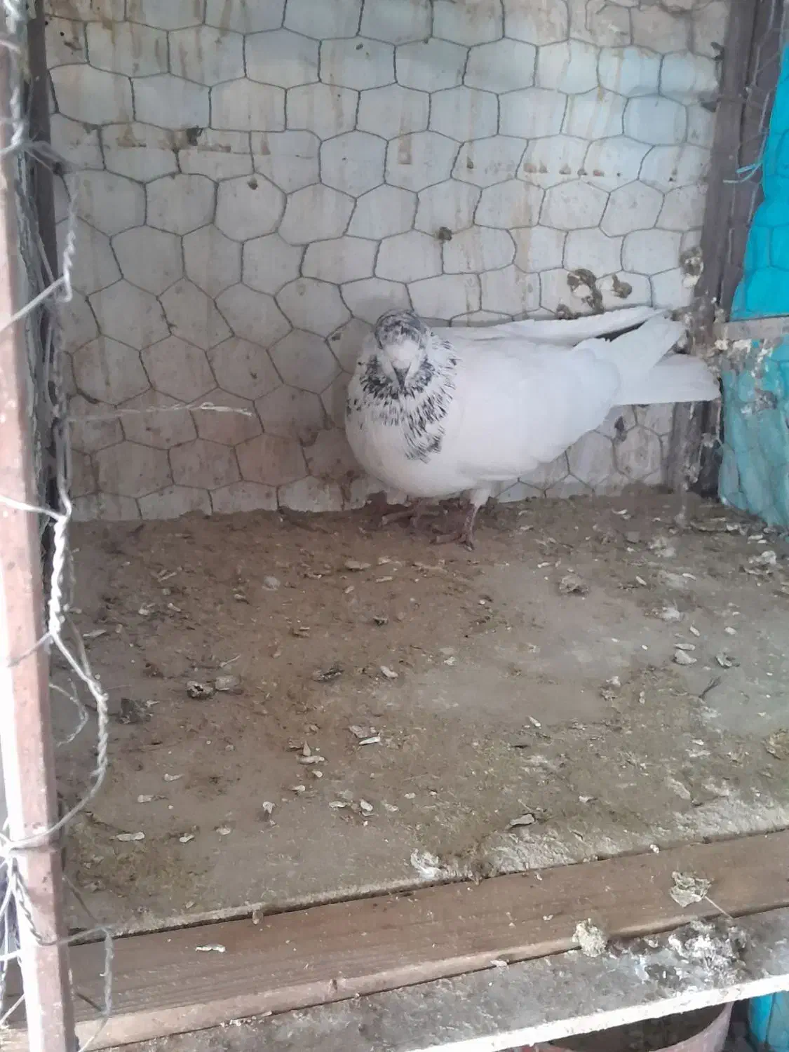 کفتر پرشی|ابزارآلات|مبارکه, |دیوار