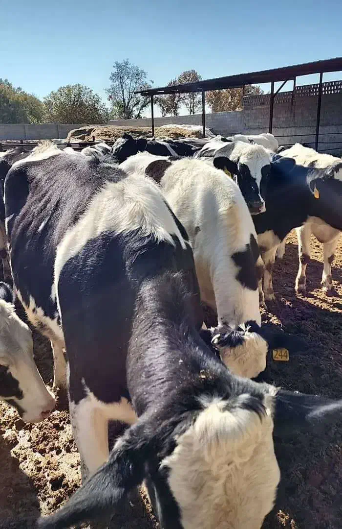 دامپزشک متخصص دام بزرگ|خدمات پیشه و مهارت|بیضا, |دیوار