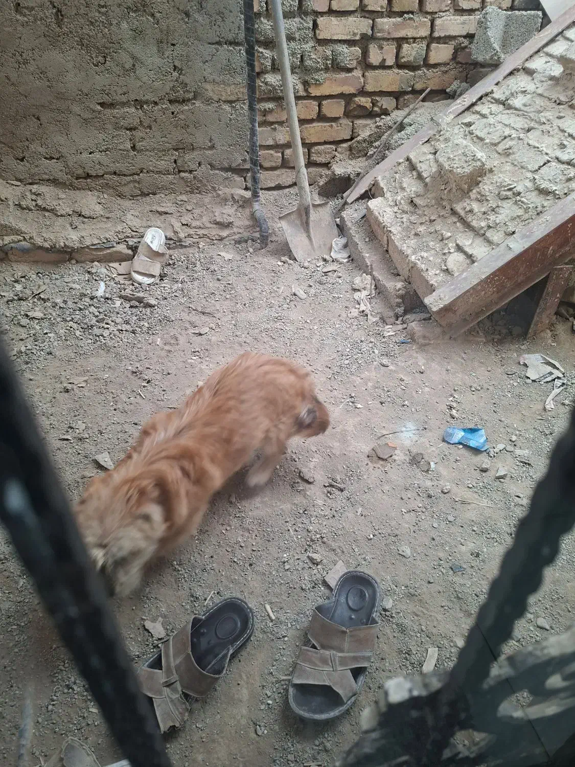 سگ پاکوتاه|سگ|ماهدشت, |دیوار