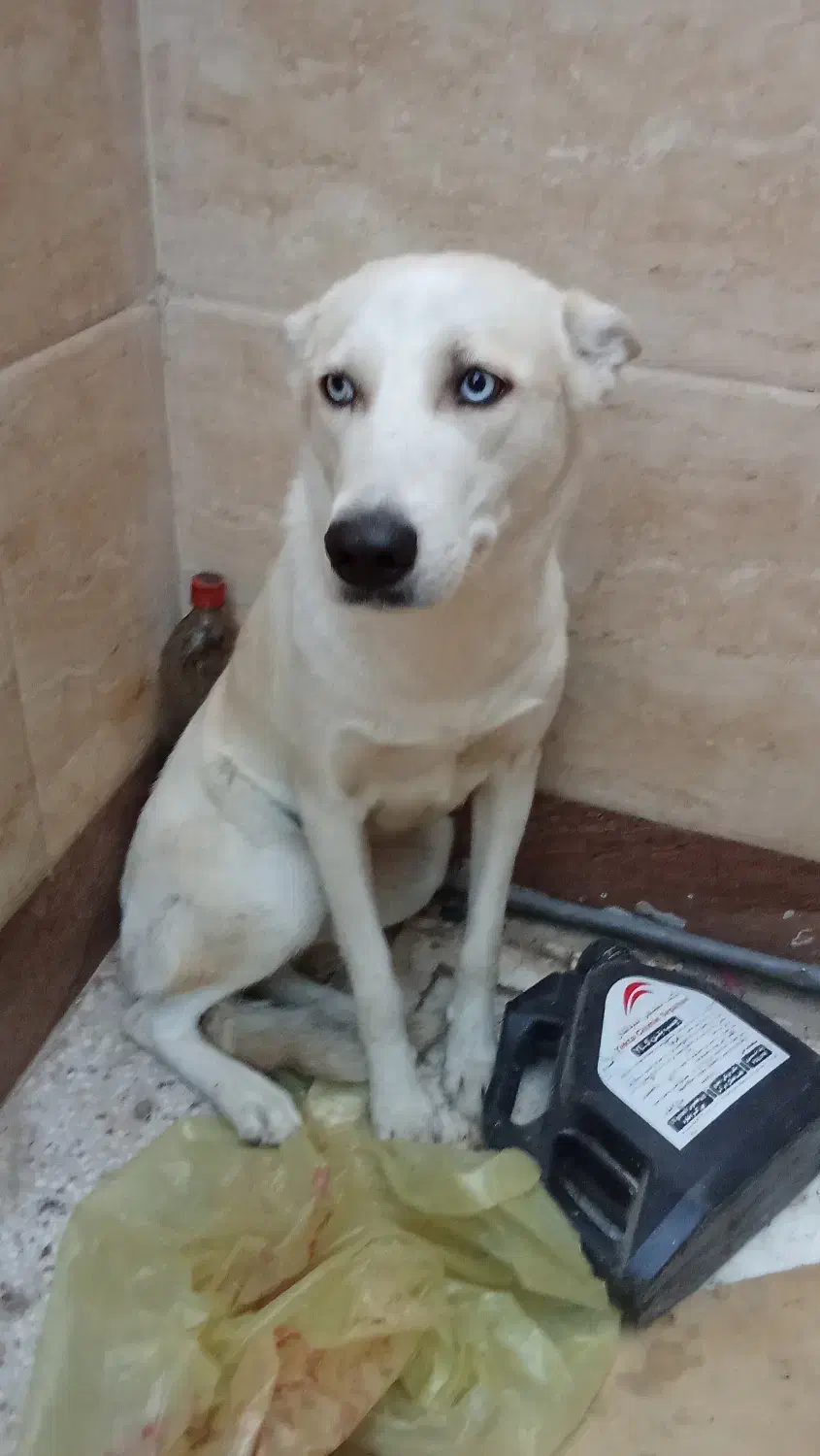 سگ خانگی|سگ|اصفهان, طامه|دیوار