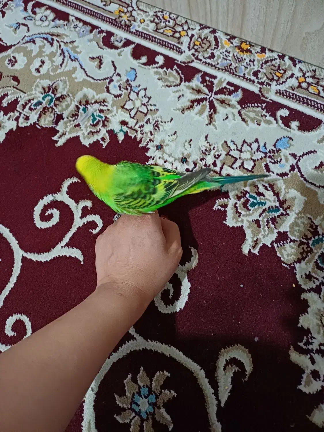 مرغ نر و ماده دستی مست و جوان|پرنده|کرمانشاه, |دیوار