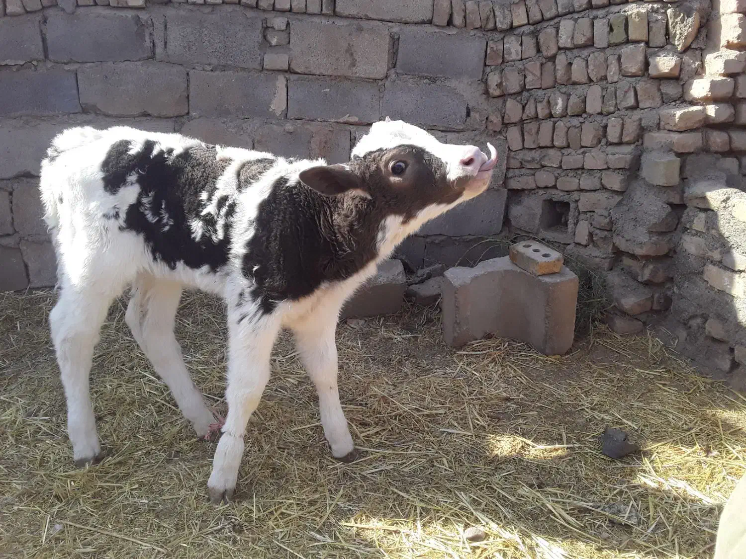 گوساله|حیوانات مزرعه|بوژگان, |دیوار