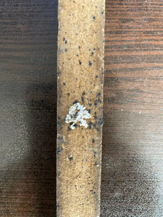 سمپاشی صددرصدتضمینی ساس سوسک و ..بامجوزرسمی بهداشت|خدمات نظافت|فردیس, نسترن غربی|دیوار