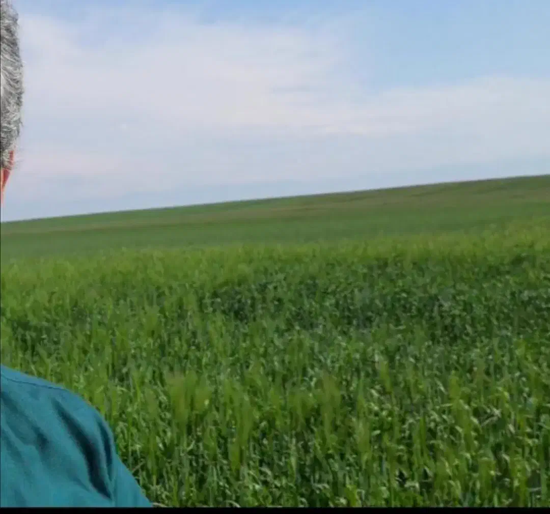 ده هکتار زمین کشاورزی دیم باتخفیف|فروش دفتر صنعتی، کشاورزی، تجاری|آق قلا, |دیوار