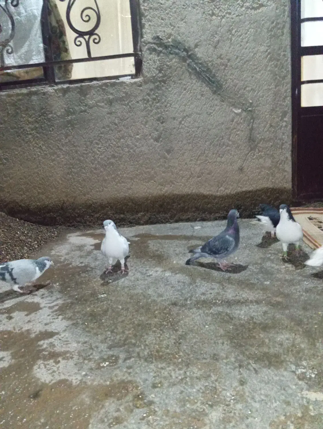 کبوتر|پرنده|بشاریات, |دیوار