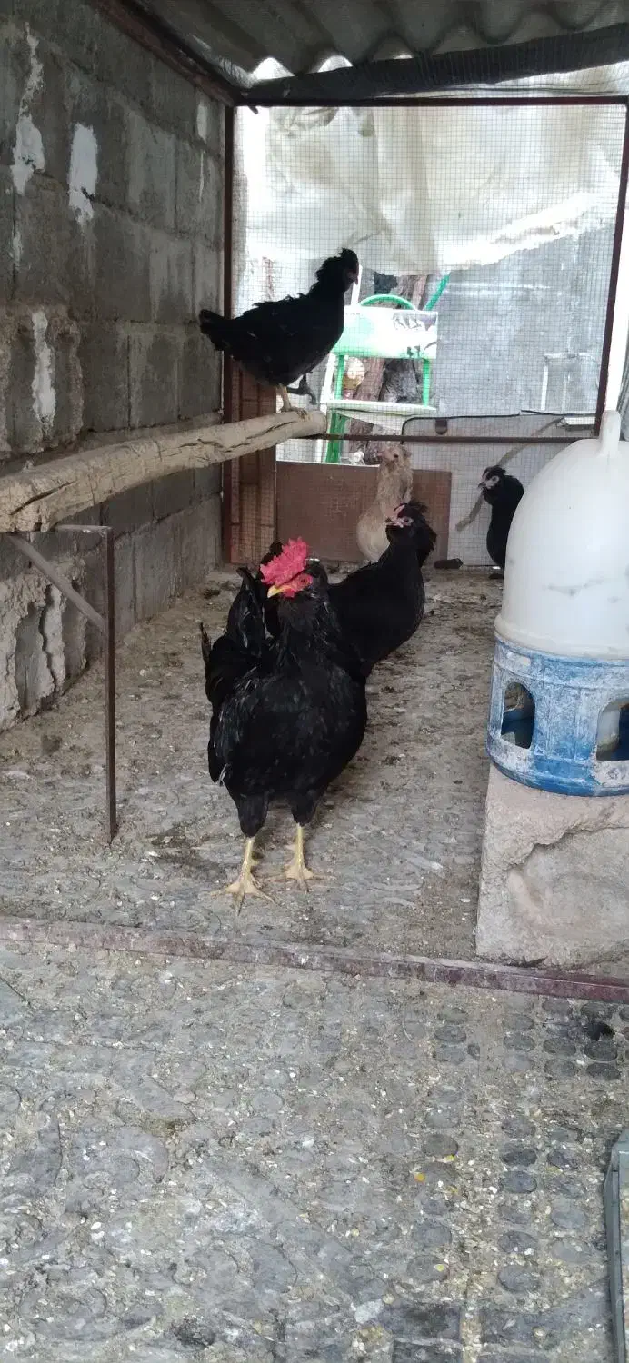 مرغ گلین|حیوانات مزرعه|جم, |دیوار