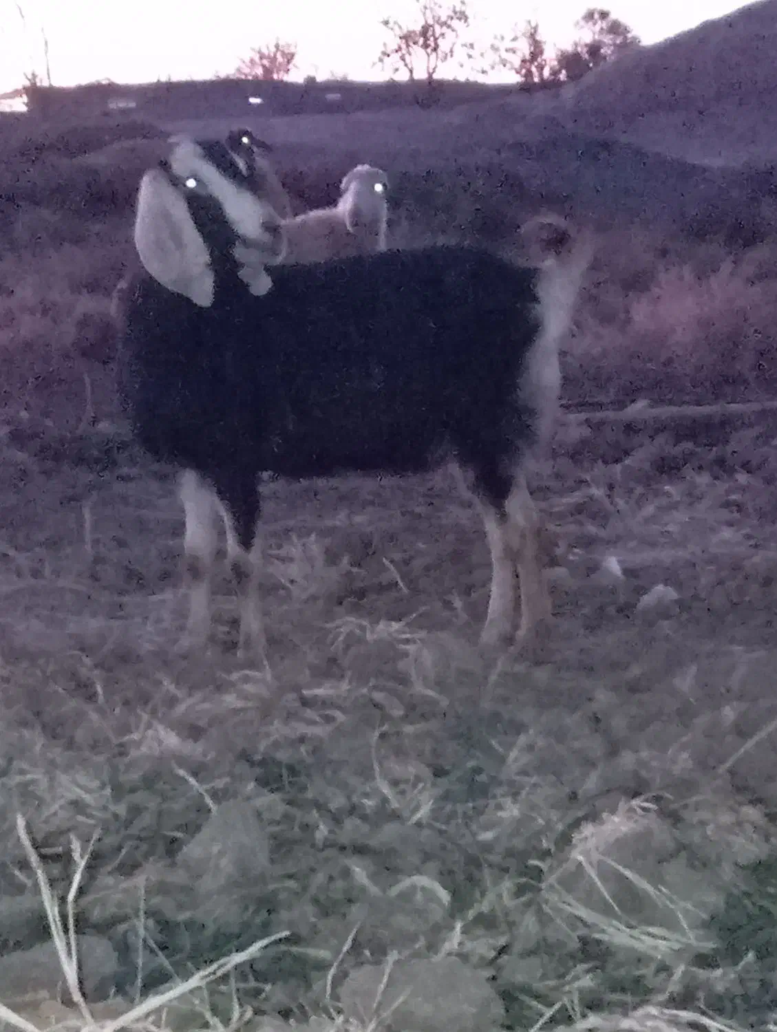 بز جمل|حیوانات مزرعه|تربت جام, میان جام|دیوار