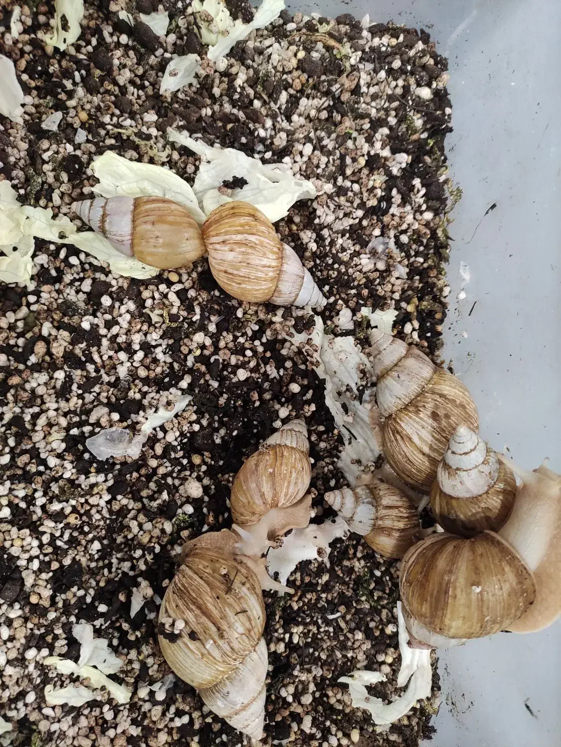 حلزون مولد|خزنده|تهران, شهرک خرازی|دیوار