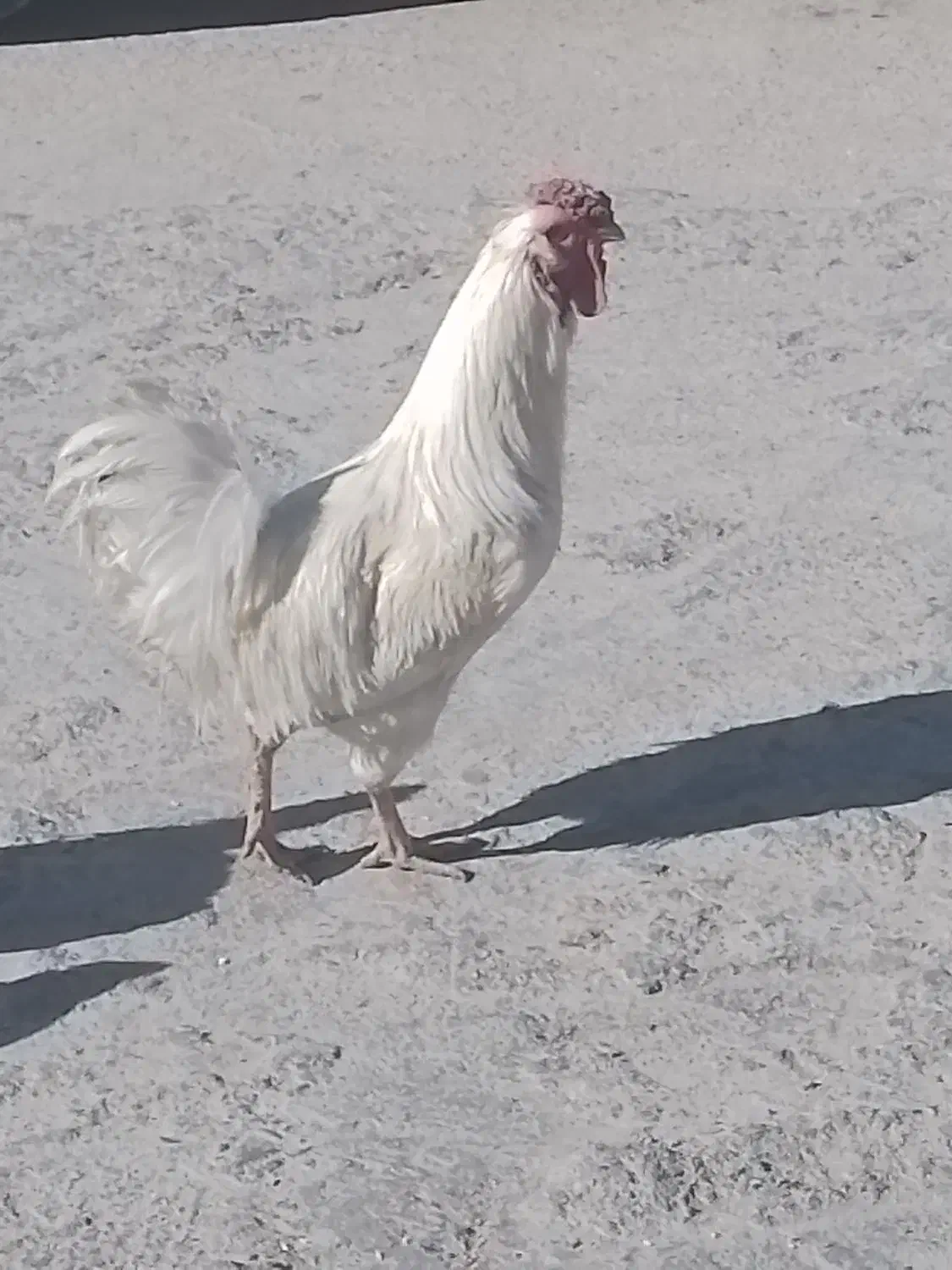 خروس|حیوانات مزرعه|یاسوج, |دیوار