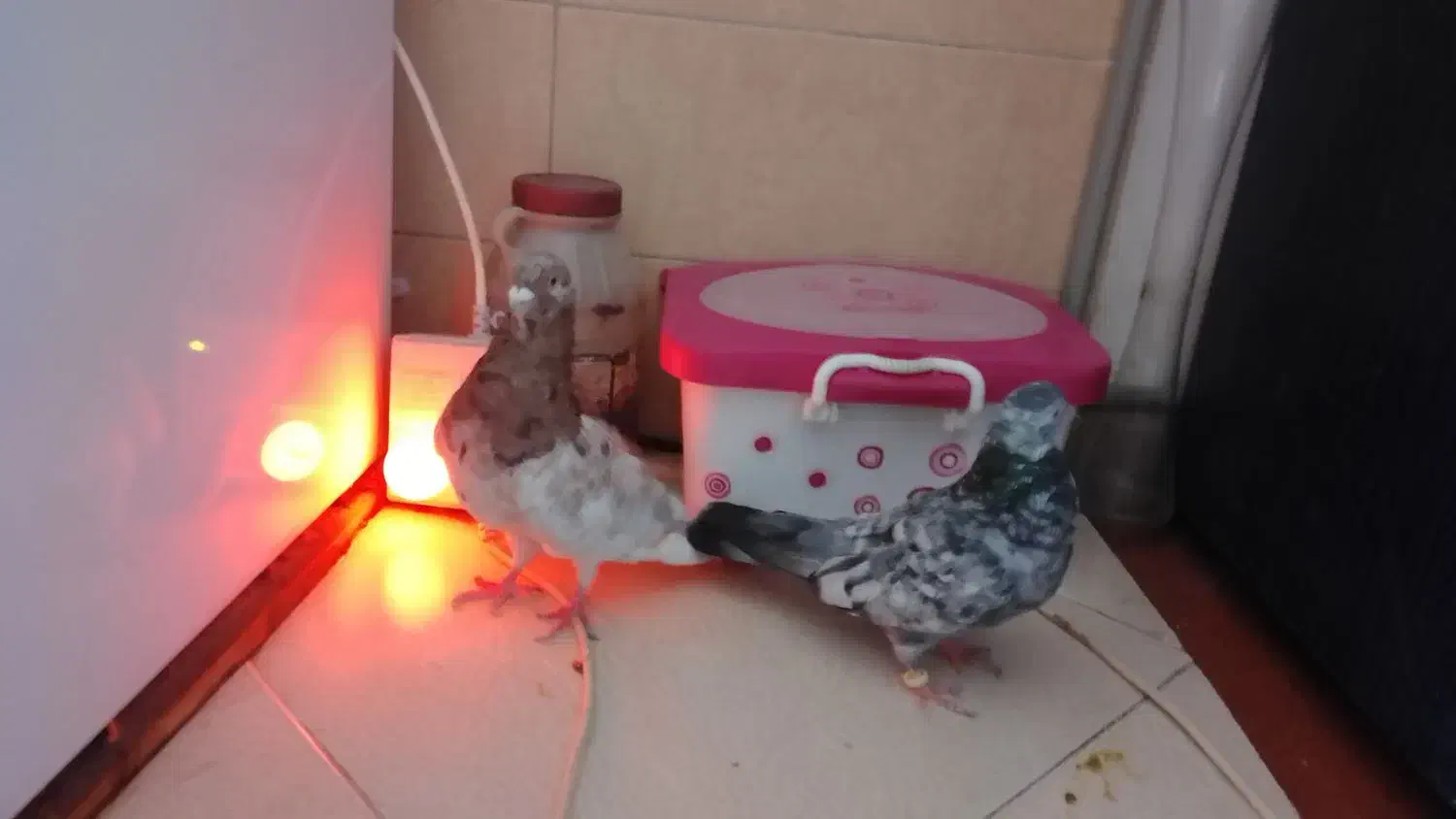 کبوتر هفت رنگ شهرستانی بلژیکی موشی|پرنده|بومهن, |دیوار