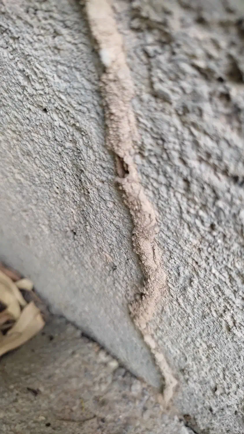 سمپاشی سوسک کابینت ،ساس ،موریانه|خدمات نظافت|دزفول, |دیوار