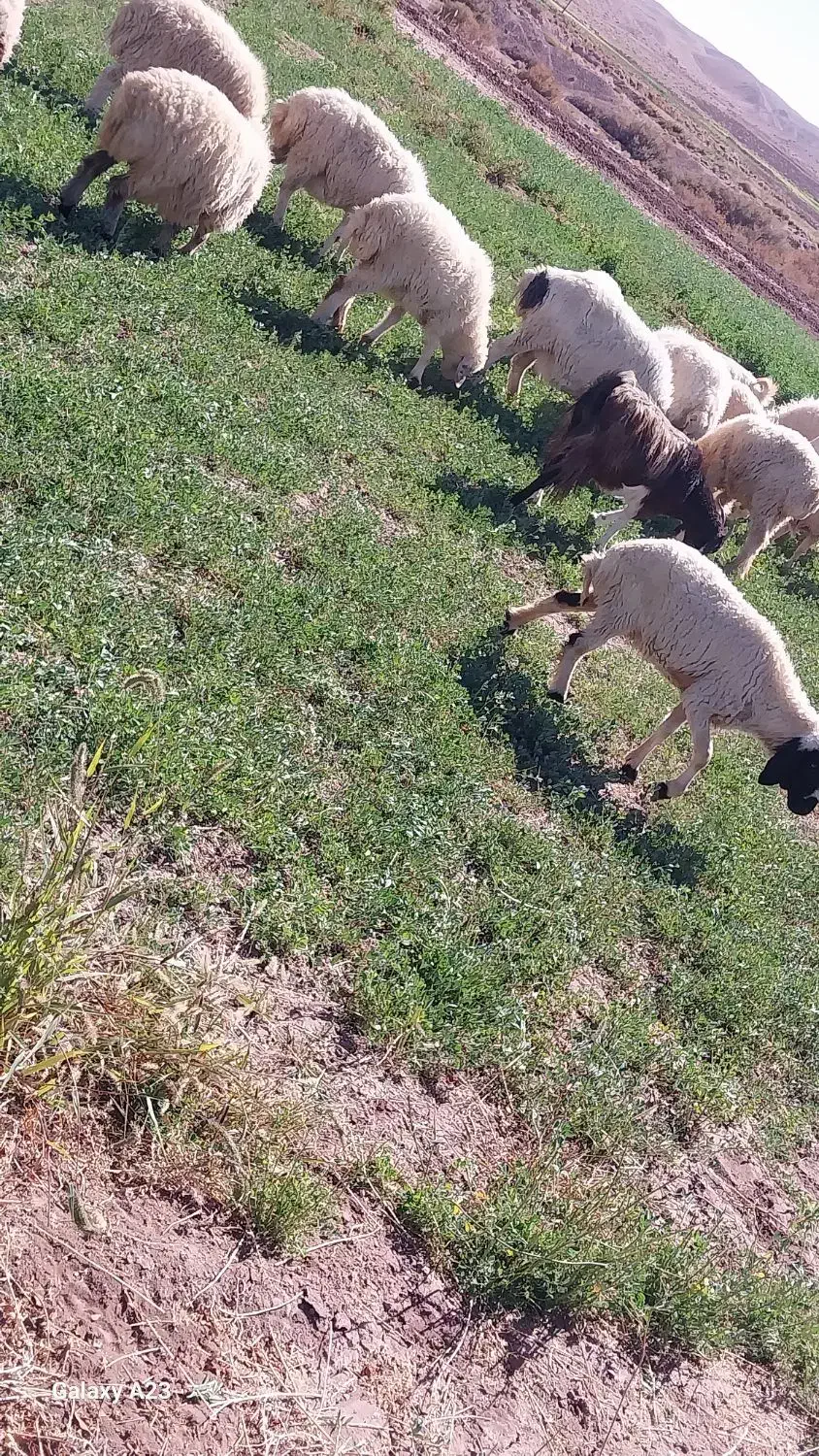 گوسفندوبرهشیشک|حیوانات مزرعه|نگار, |دیوار