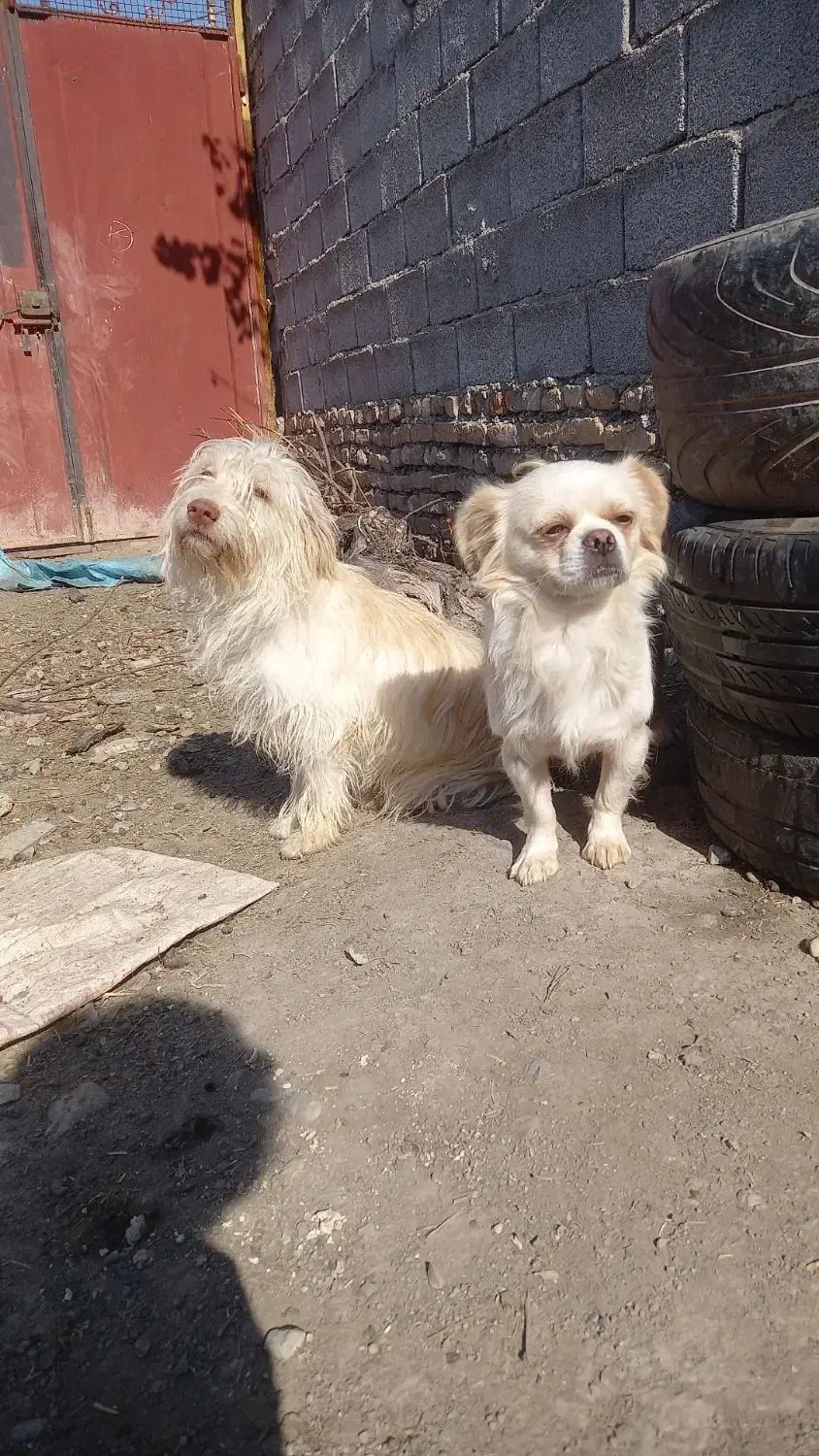 سگ پاکوتاه پیکینز شیتزو|سگ|گرگان, |دیوار