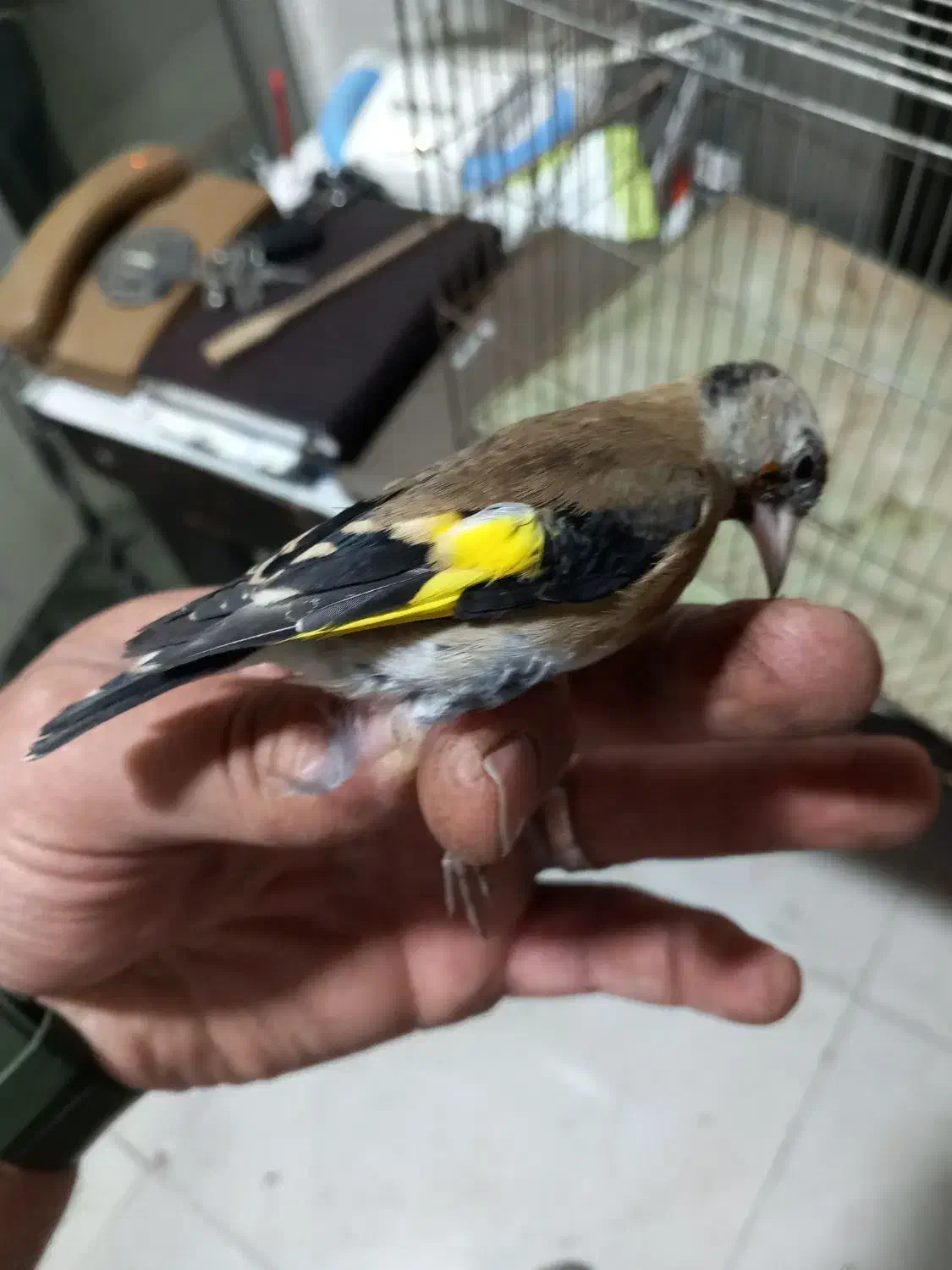 ۳ عدد جوجه نیم رنگ قفس|پرنده|کرج, حصارک بالا|دیوار