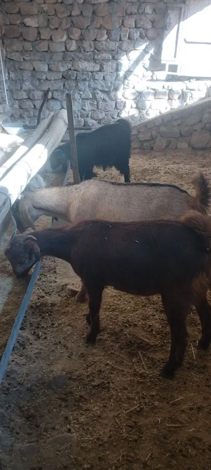 بز آبستن دوقلو زا|حیوانات مزرعه|کوهدشت, |دیوار