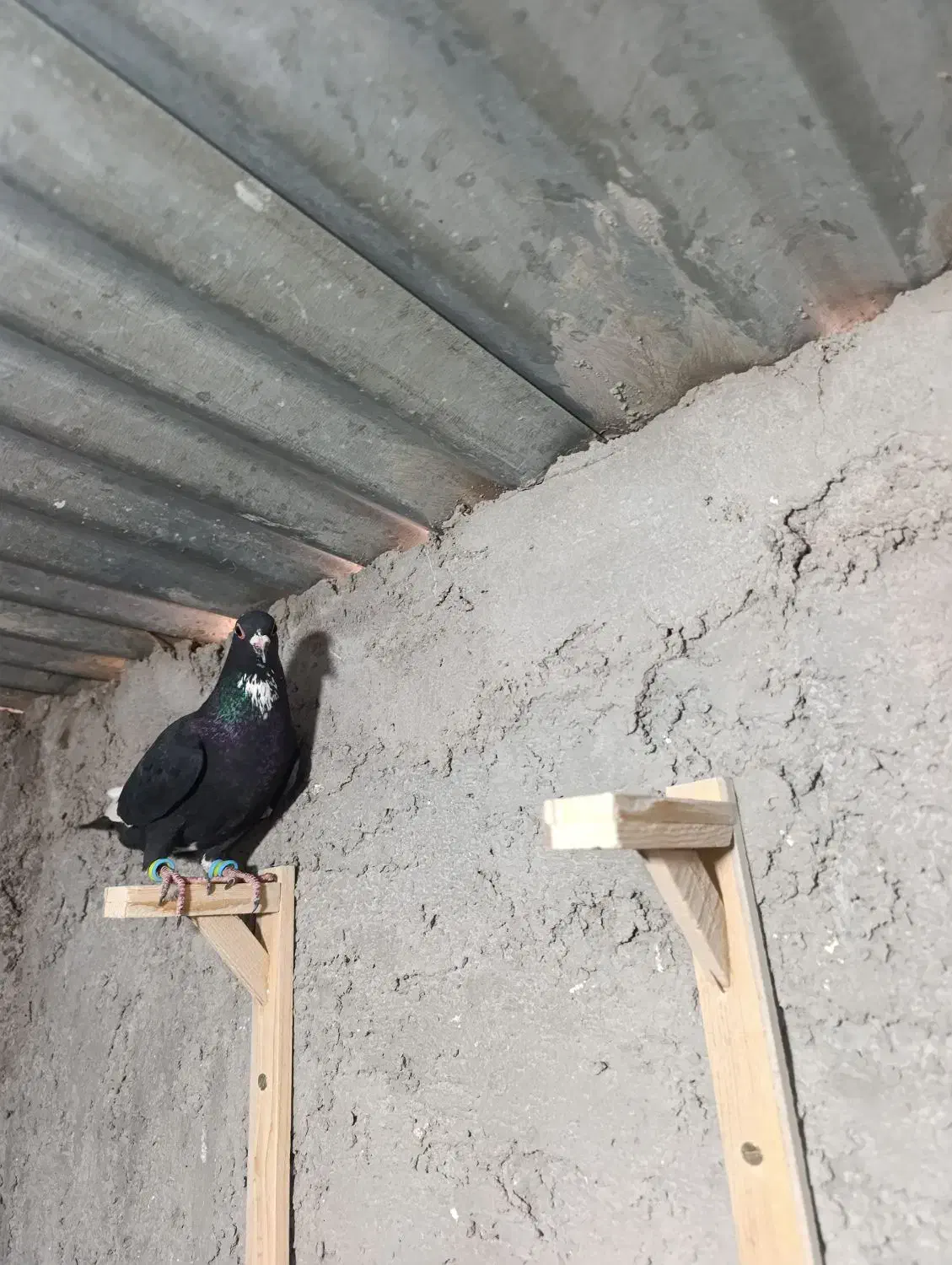 جونگ ماده پلنگ عتیقه|پرنده|زرند, |دیوار