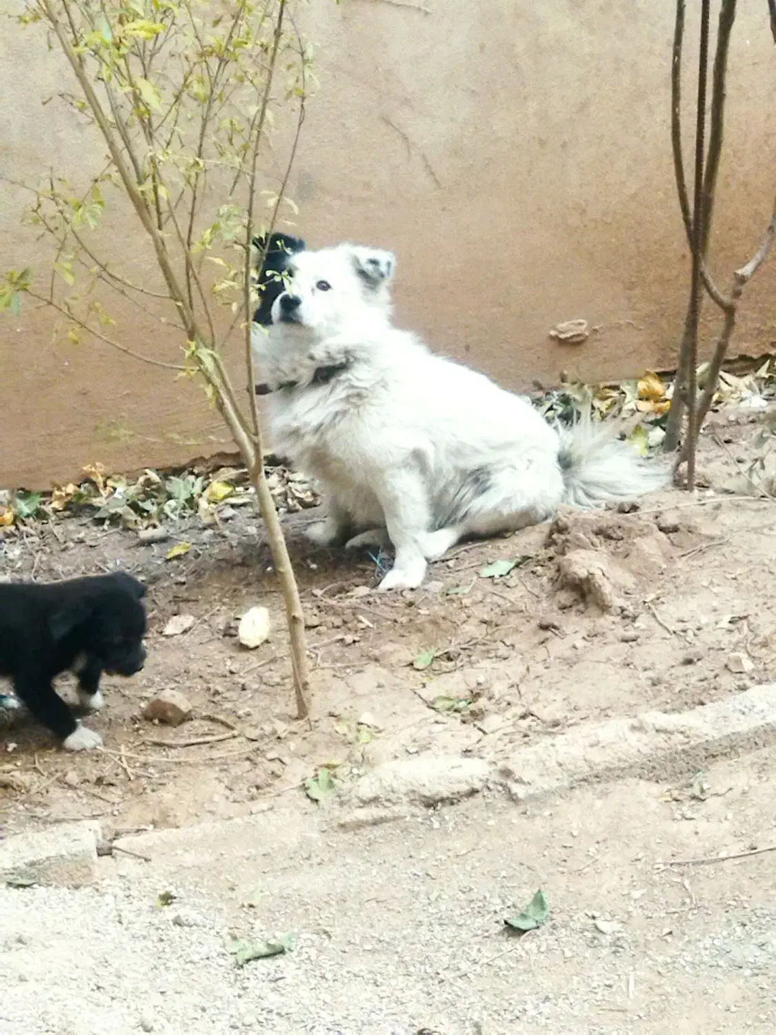 سگ فروشی|سگ|اقبالیه, |دیوار