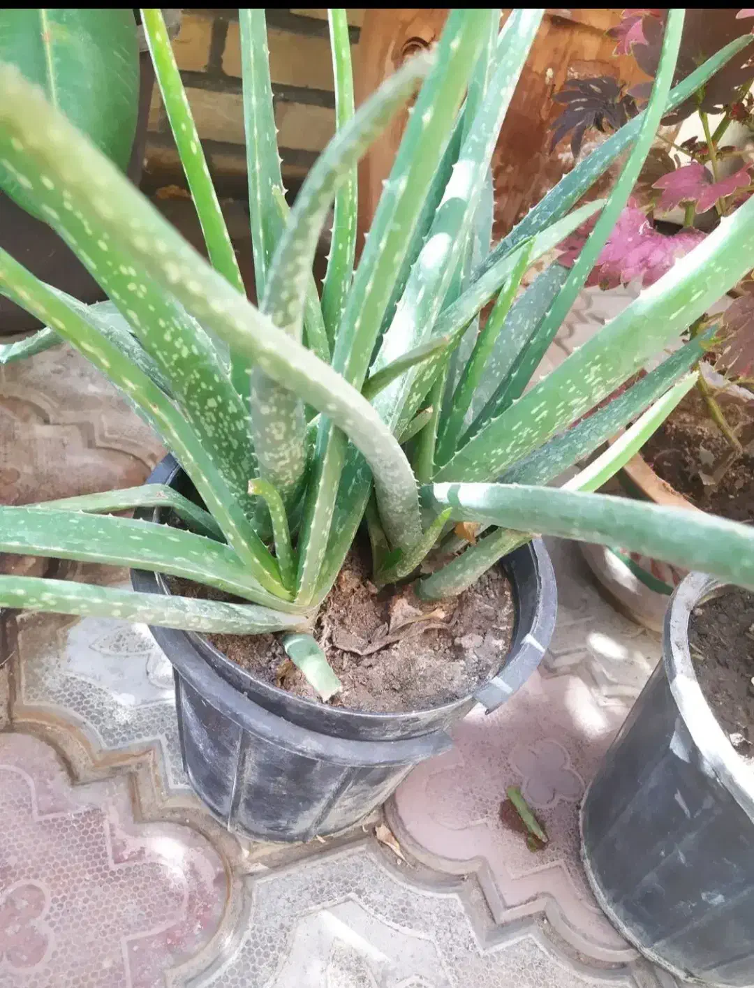 گل های زیبا|گل و گیاه طبیعی|مرند, |دیوار