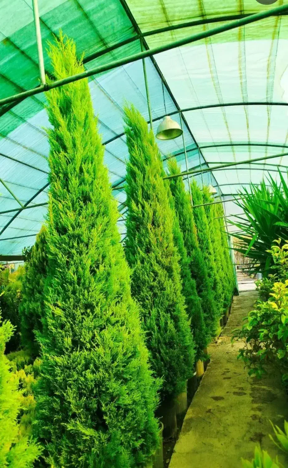 خدمات باغبانی باغچه کاری سمپاشی هرس کاری کاشت|خدمات باغبانی و درختکاری|تهران, نیروی هوایی (پیروزی)|دیوار