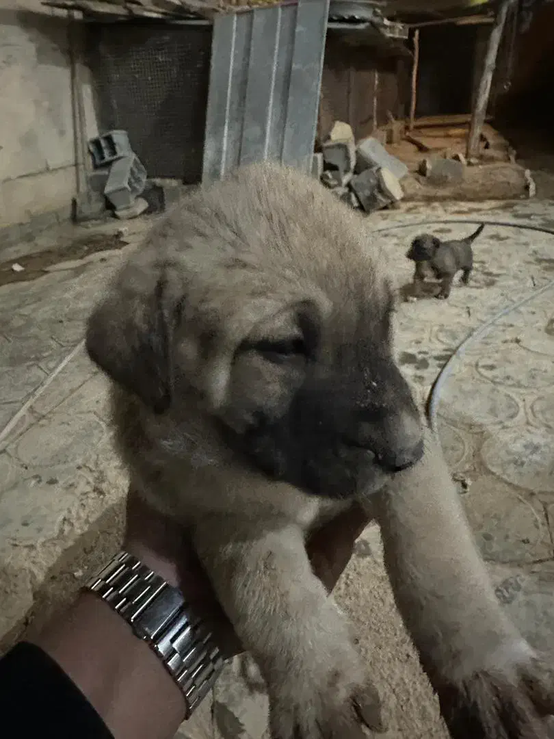 سرابی نسل بز دهکرد|سگ|شهرکرد, |دیوار