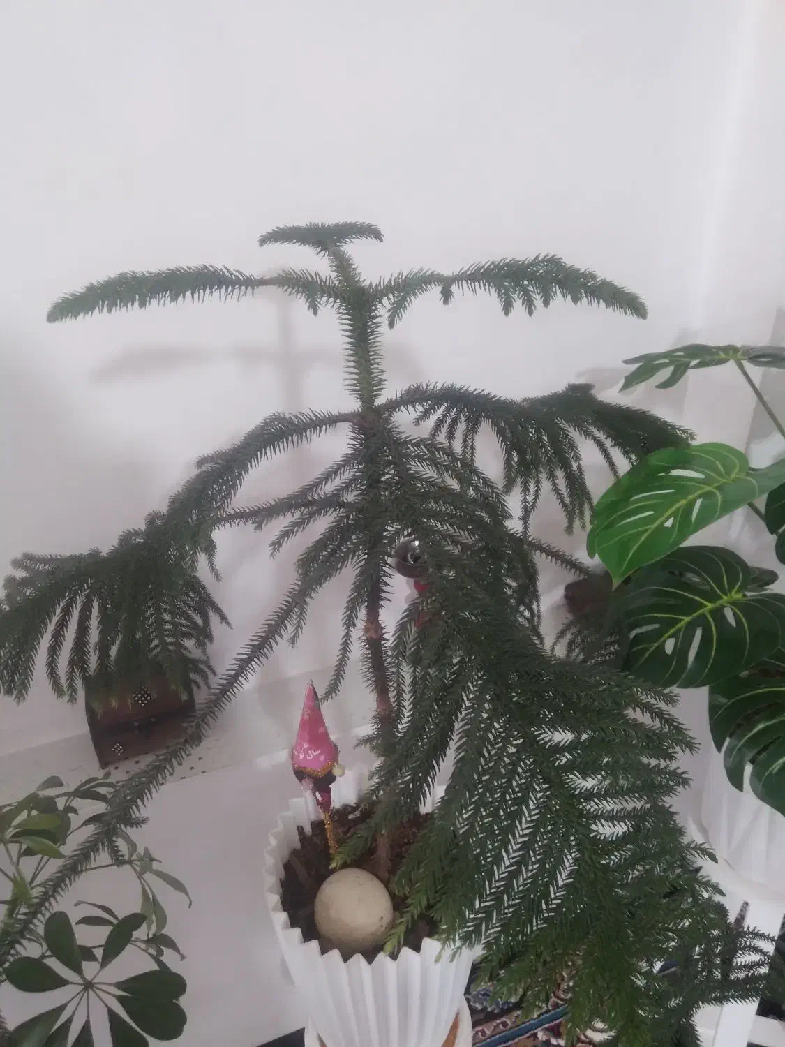 گل کاج|گل و گیاه طبیعی|نیشابور, مازول|دیوار