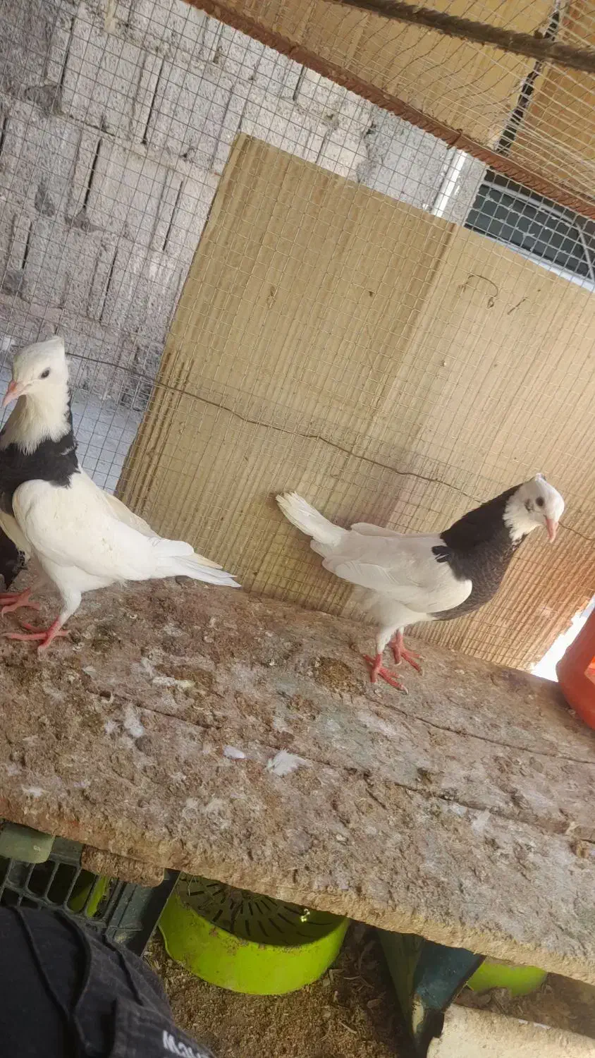 کبوتر ، طوقی ، پلاکی|پرنده|جم, |دیوار