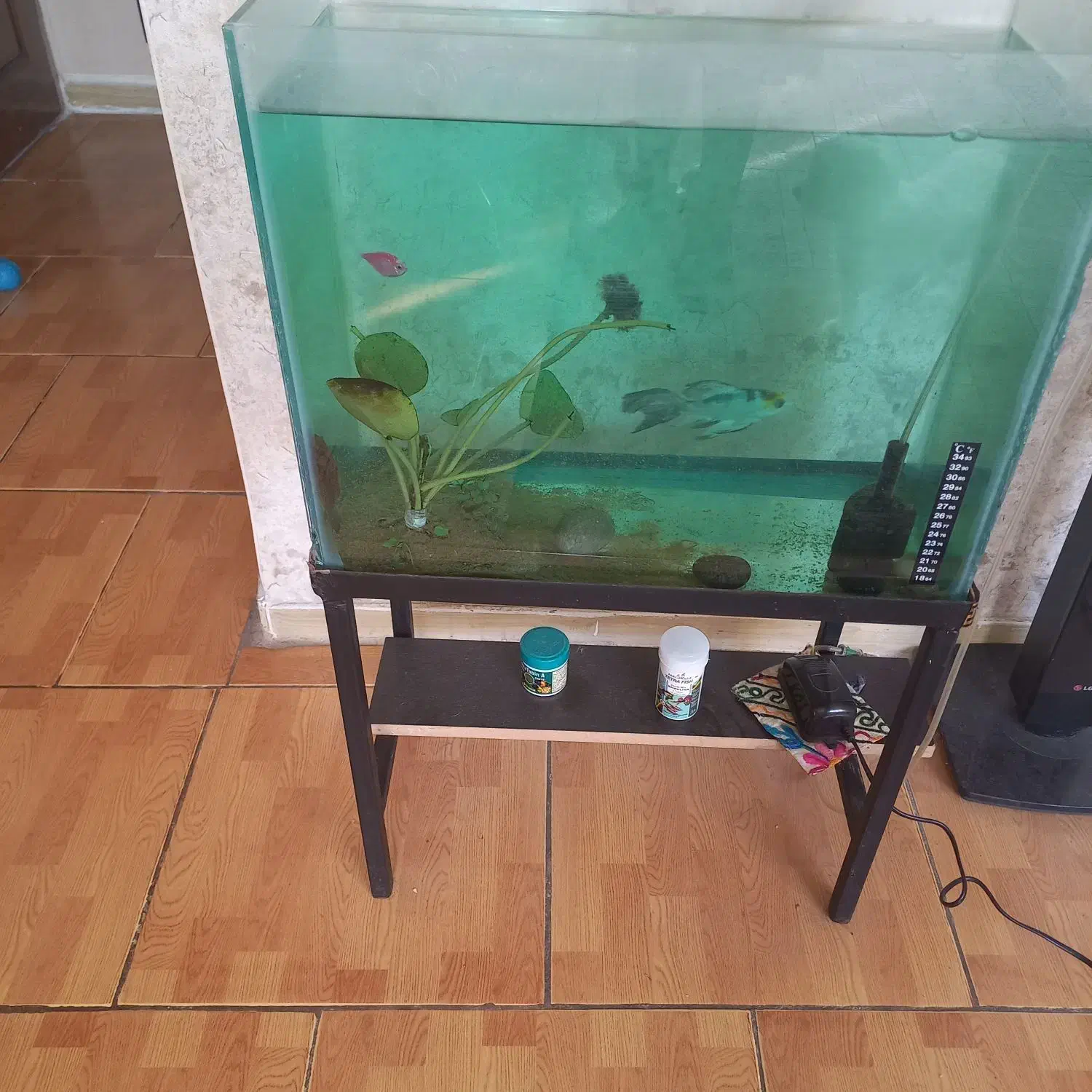 آکواریوم کامل با ماهی و تجهیزات|ماهی|تهران, فلسطین (میدان انقلاب)|دیوار