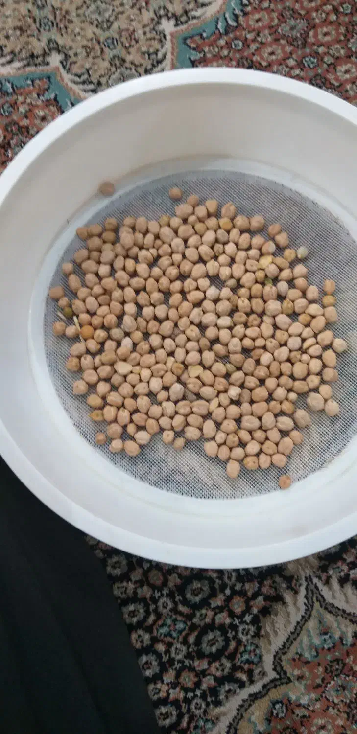 نخود بذری|خدمات باغبانی و درختکاری|زاغه, |دیوار