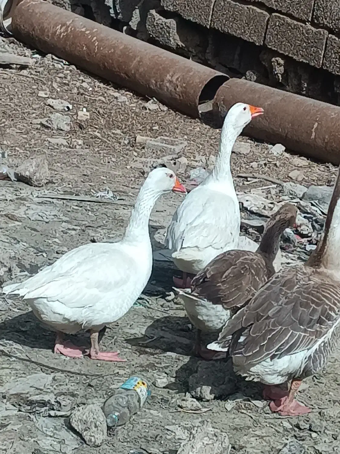 غاز|حیوانات مزرعه|باوی, |دیوار