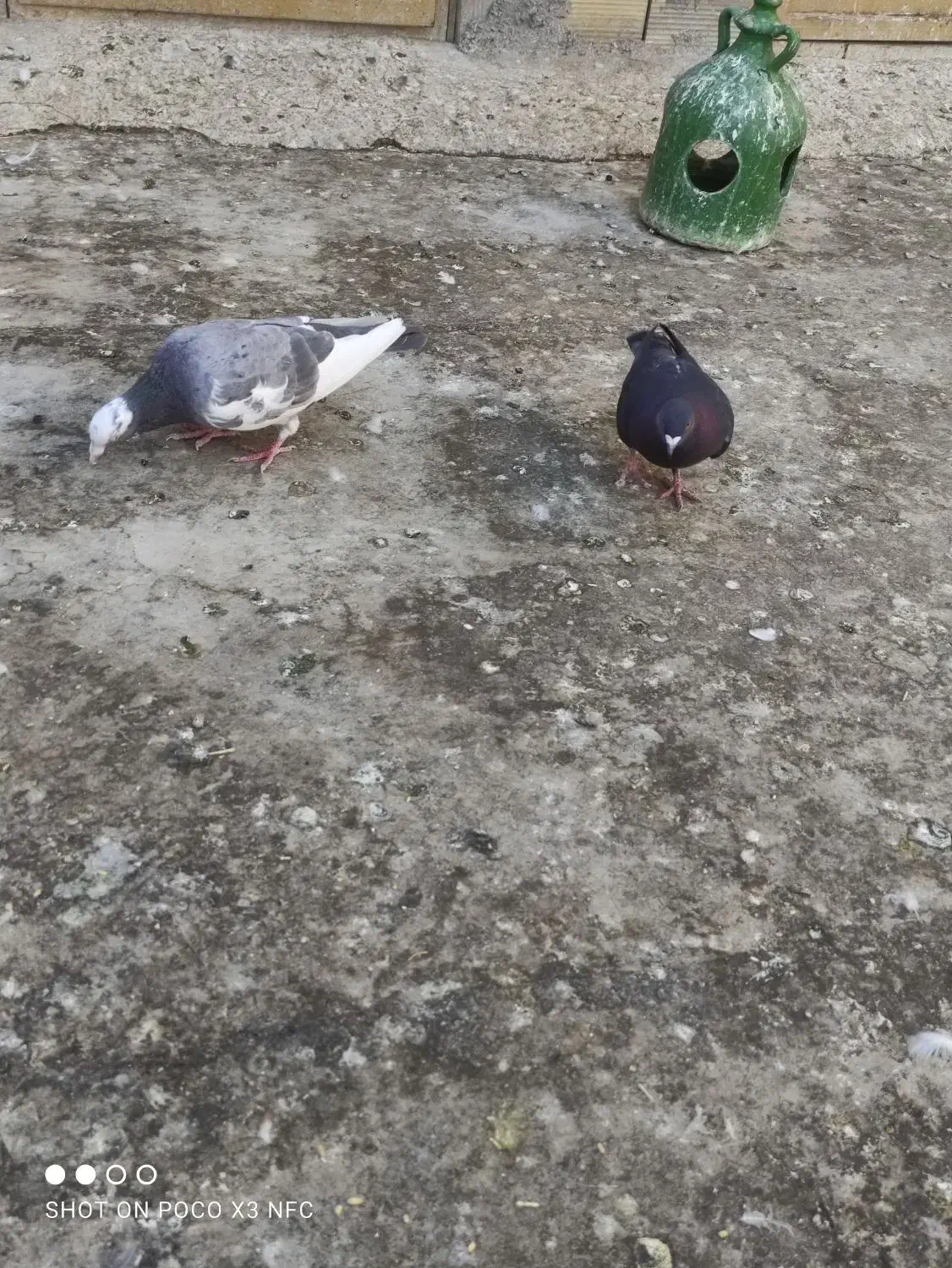 دوتا نر پلاکی یا شهرستانی|پرنده|مشکین‌دشت, |دیوار