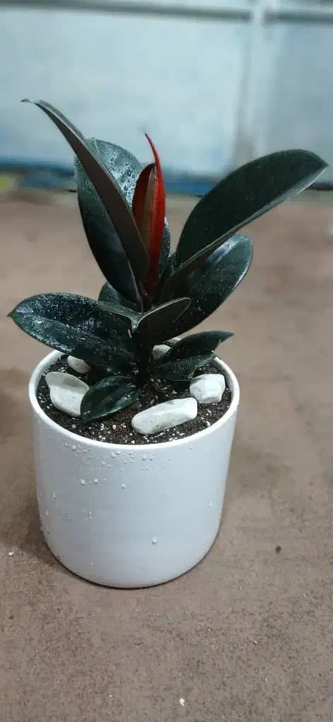 گلفروشی گلهای آپارتمانی|گل و گیاه طبیعی|تهران, وصفنارد|دیوار