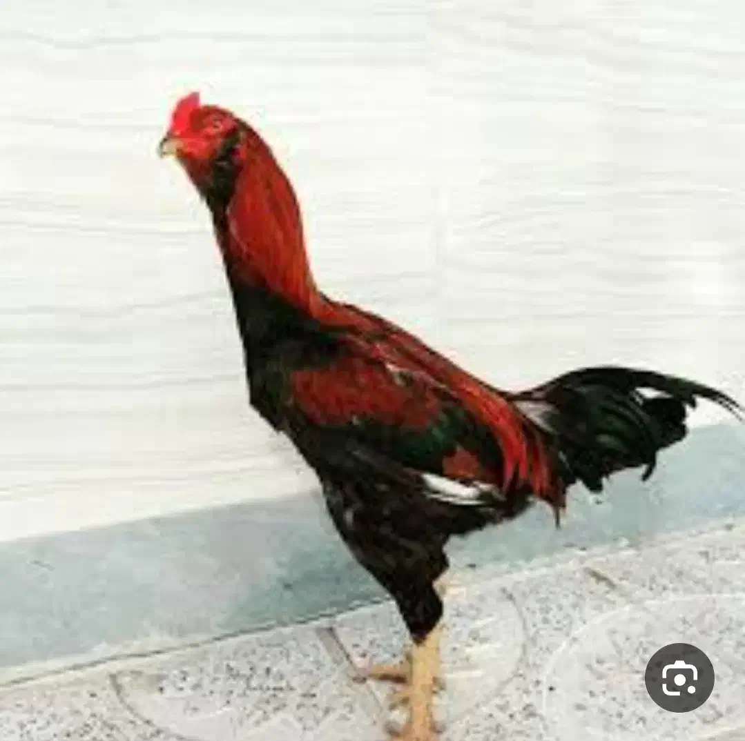 گم شده|پرنده|خاش, |دیوار