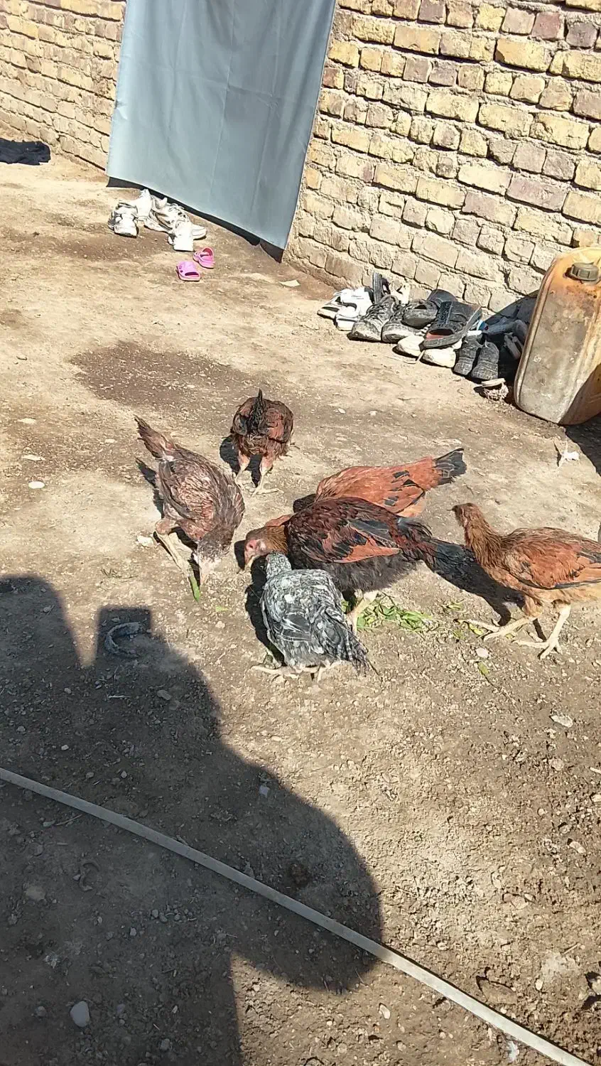 جوجه شوروی|حیوانات مزرعه|نیمروز, |دیوار