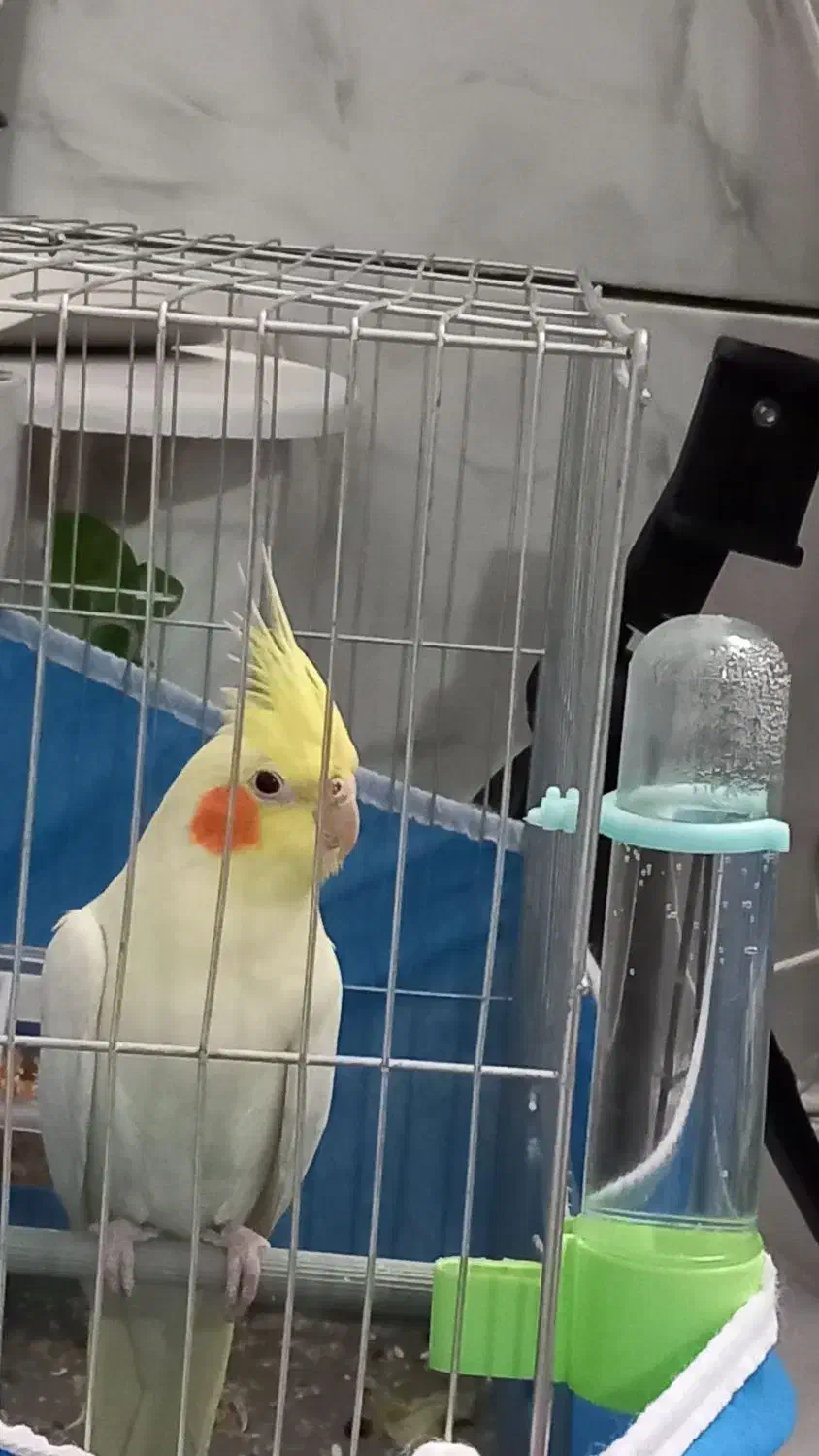 عروس هلندی سالم|پرنده|خرمدره, |دیوار