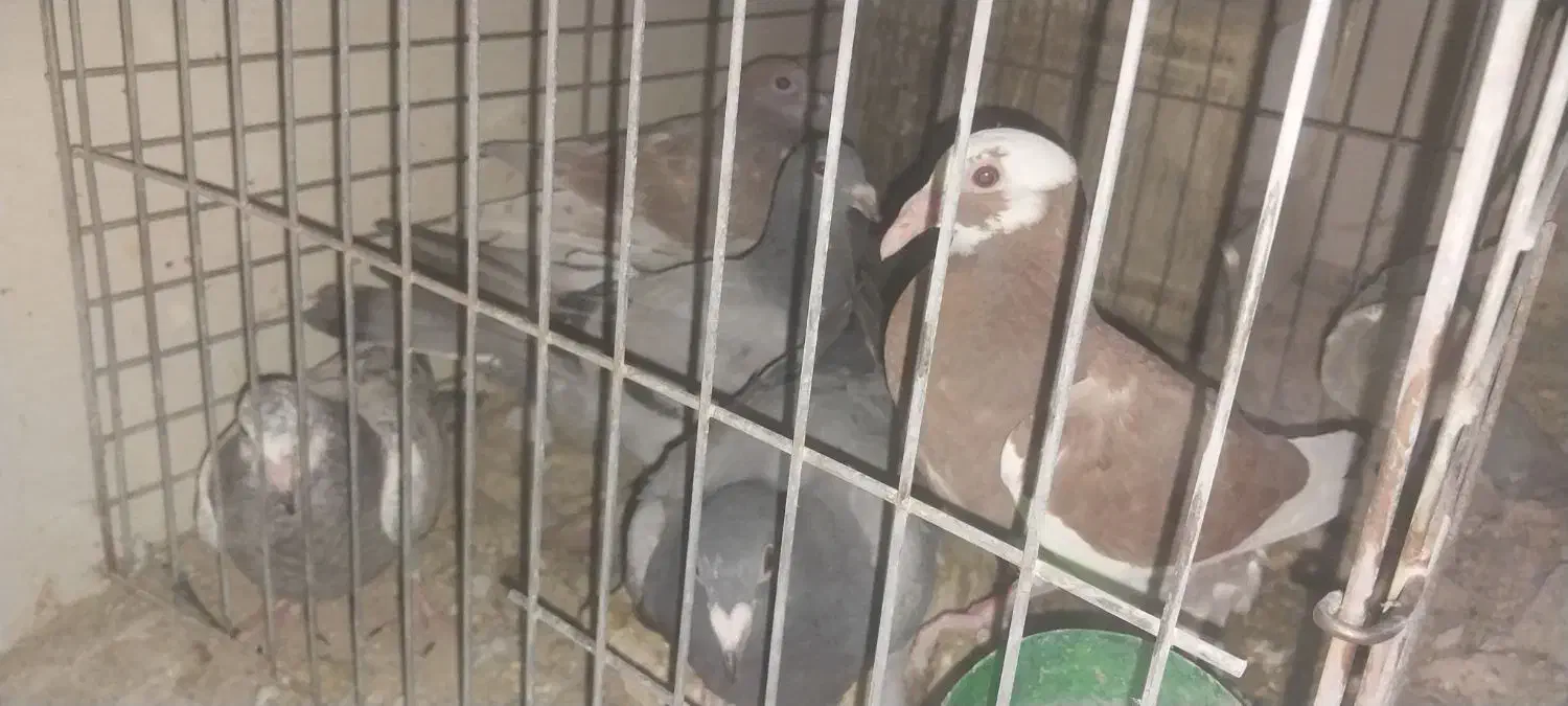 جوجه پلاکی|پرنده|یزد, |دیوار