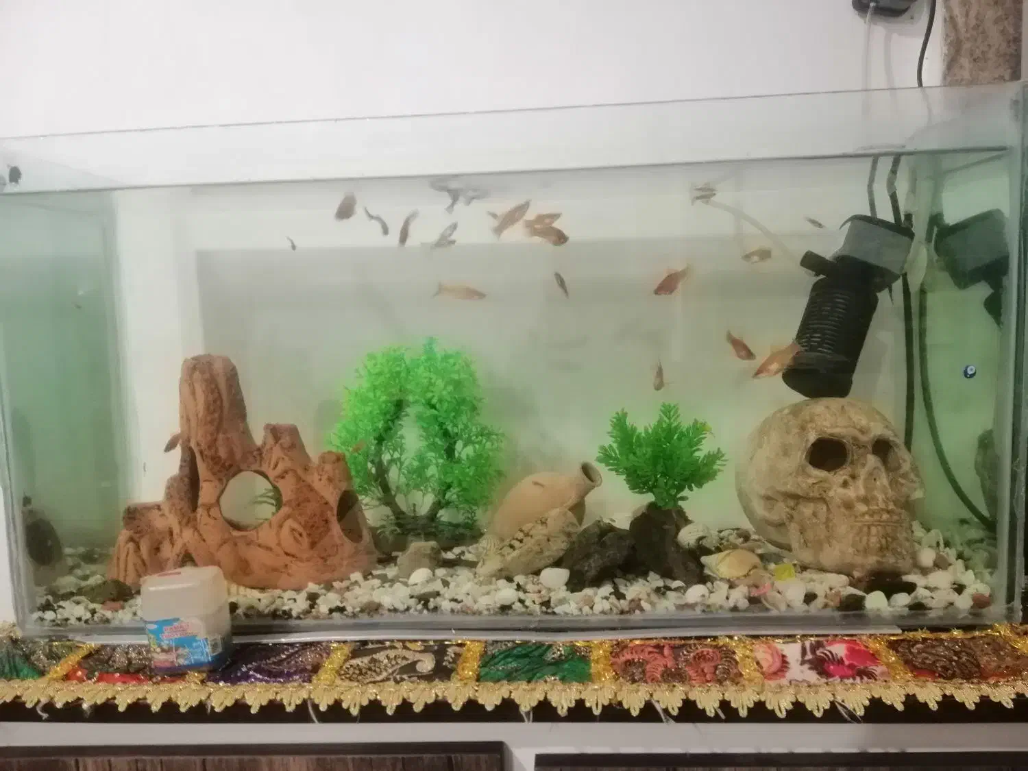 ماهی اکواریوم سر جم|ماهی|سنندج, |دیوار