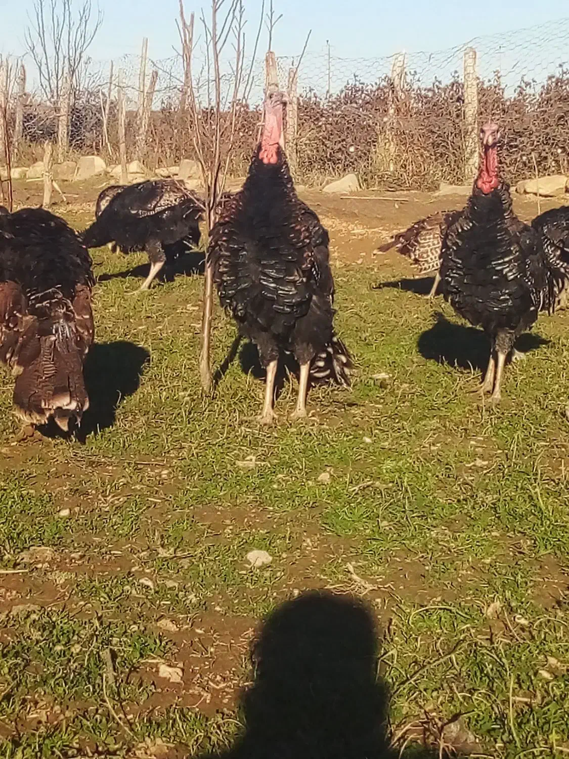 فروش بوقلمون طبیعی|حیوانات مزرعه|پارسآباد, |دیوار