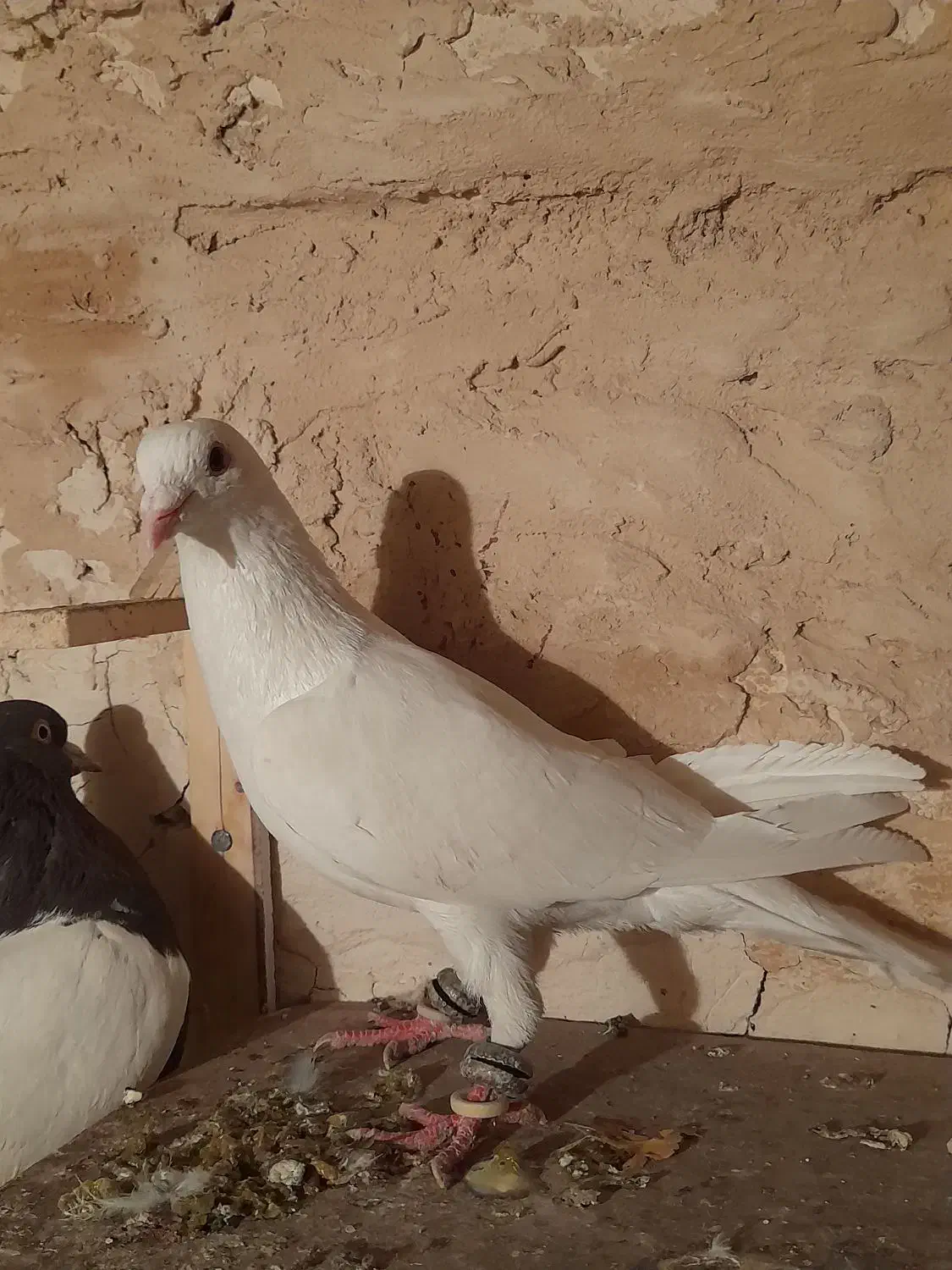 کفتر سفید آلمانی|پرنده|گلبهار, شهر جدید گلبهار|دیوار