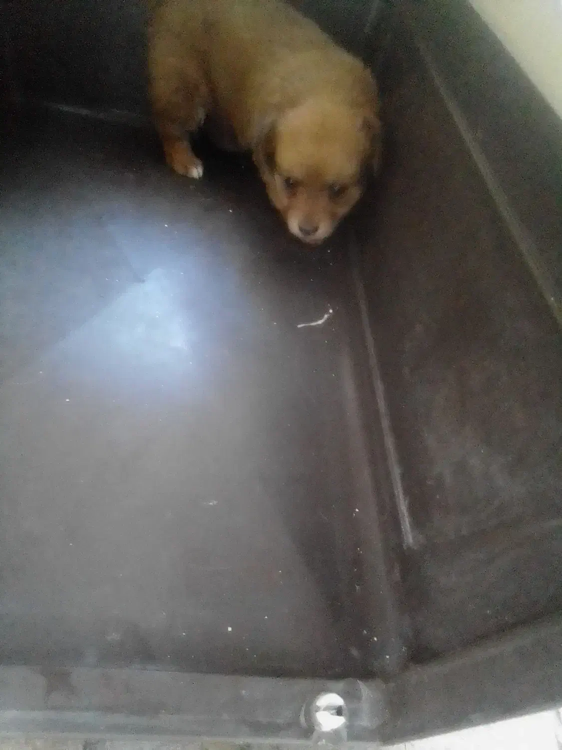 واگذاری توله ۱ ماه و مادر ۱ ساله اشپیتز|سگ|رشت, دیلمان|دیوار