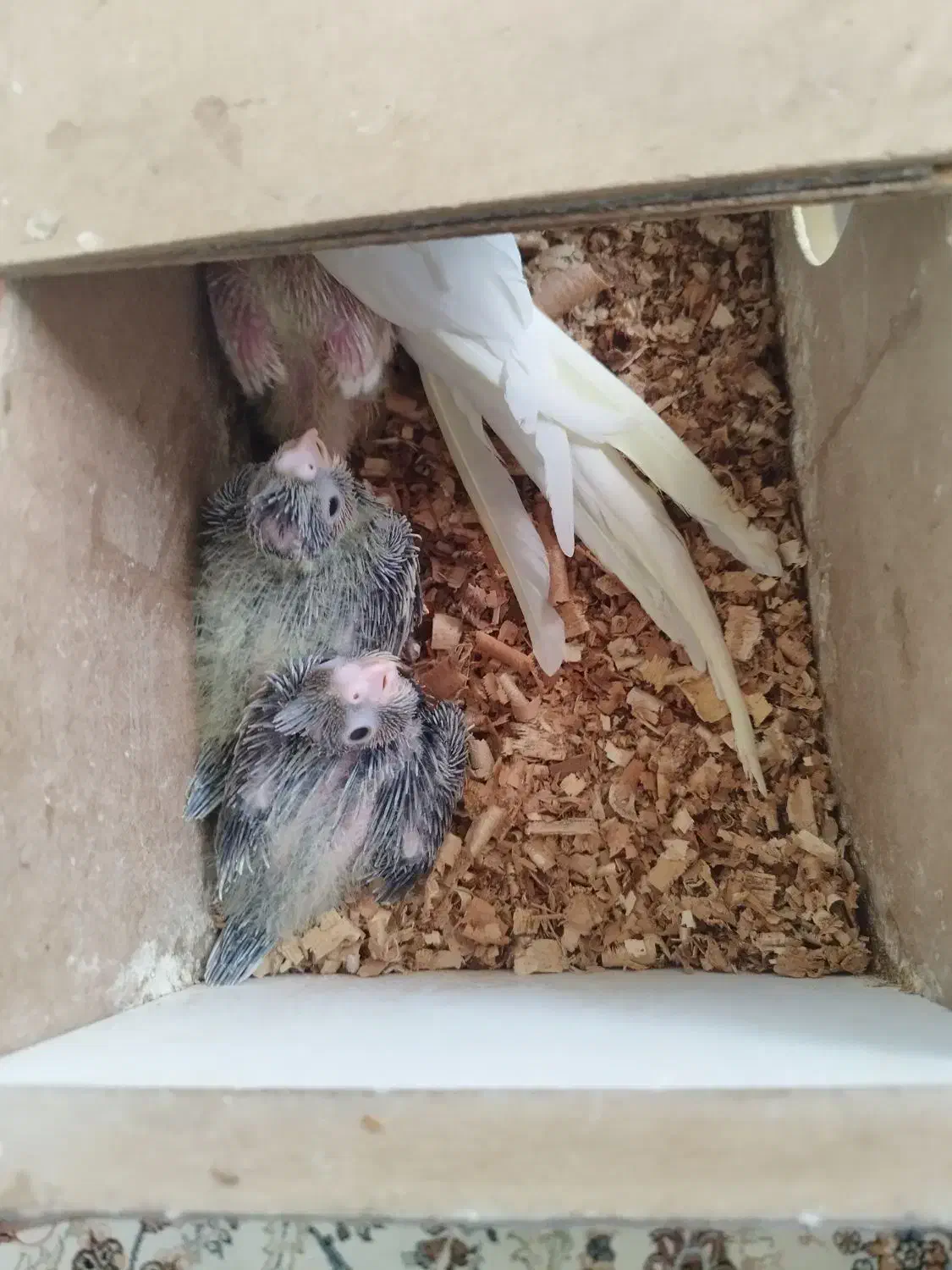 عروس هلندی جوجه|پرنده|شیروان (خراسان), |دیوار