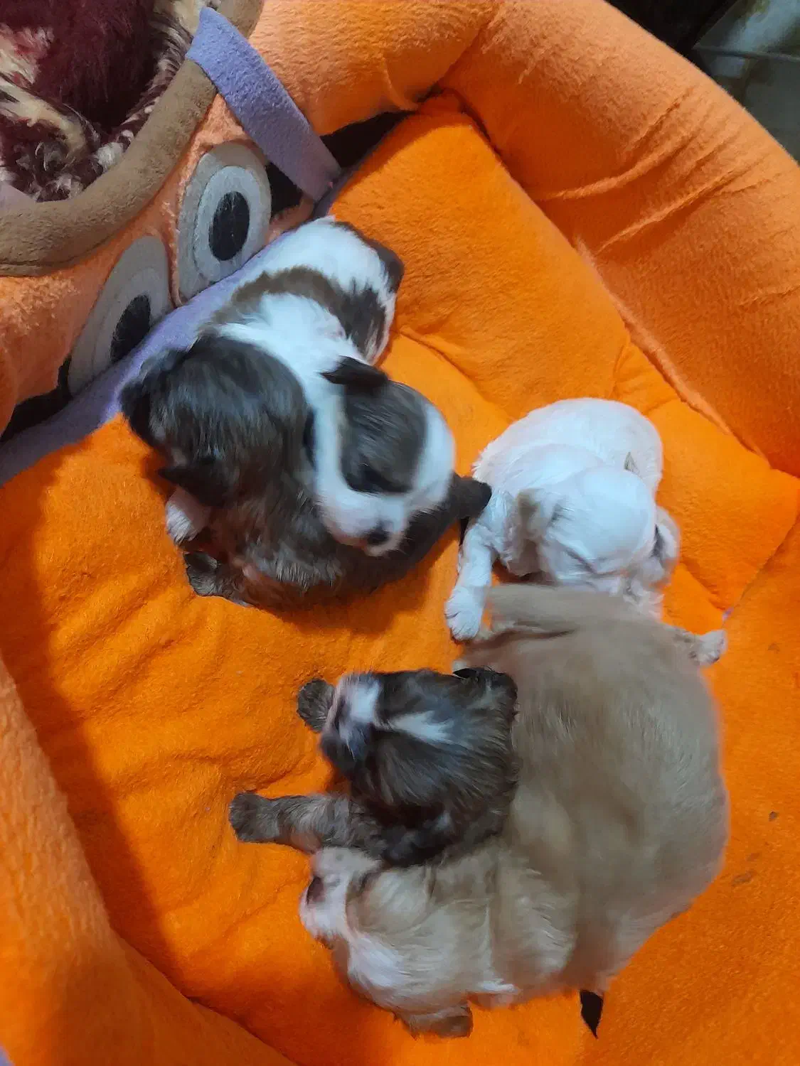 واگذاری توله شیتزو|سگ|تبریز, |دیوار