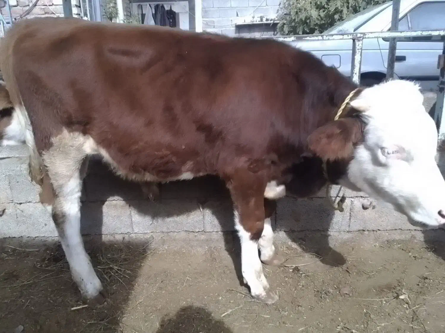 گاو و گوساله|حیوانات مزرعه|خوی, |دیوار