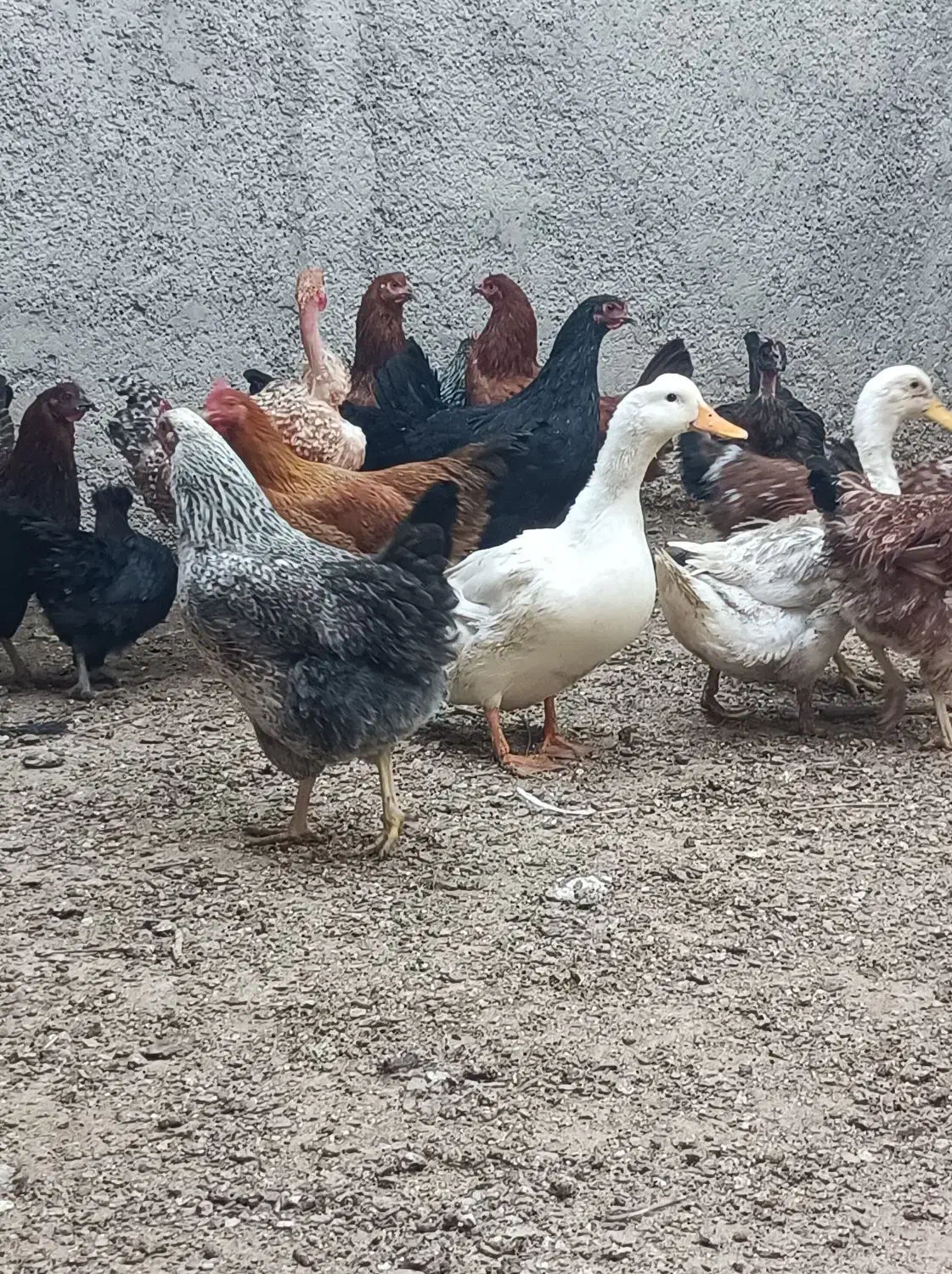 مرغ محلی|حیوانات مزرعه|ورامین, قويينک زهری|دیوار