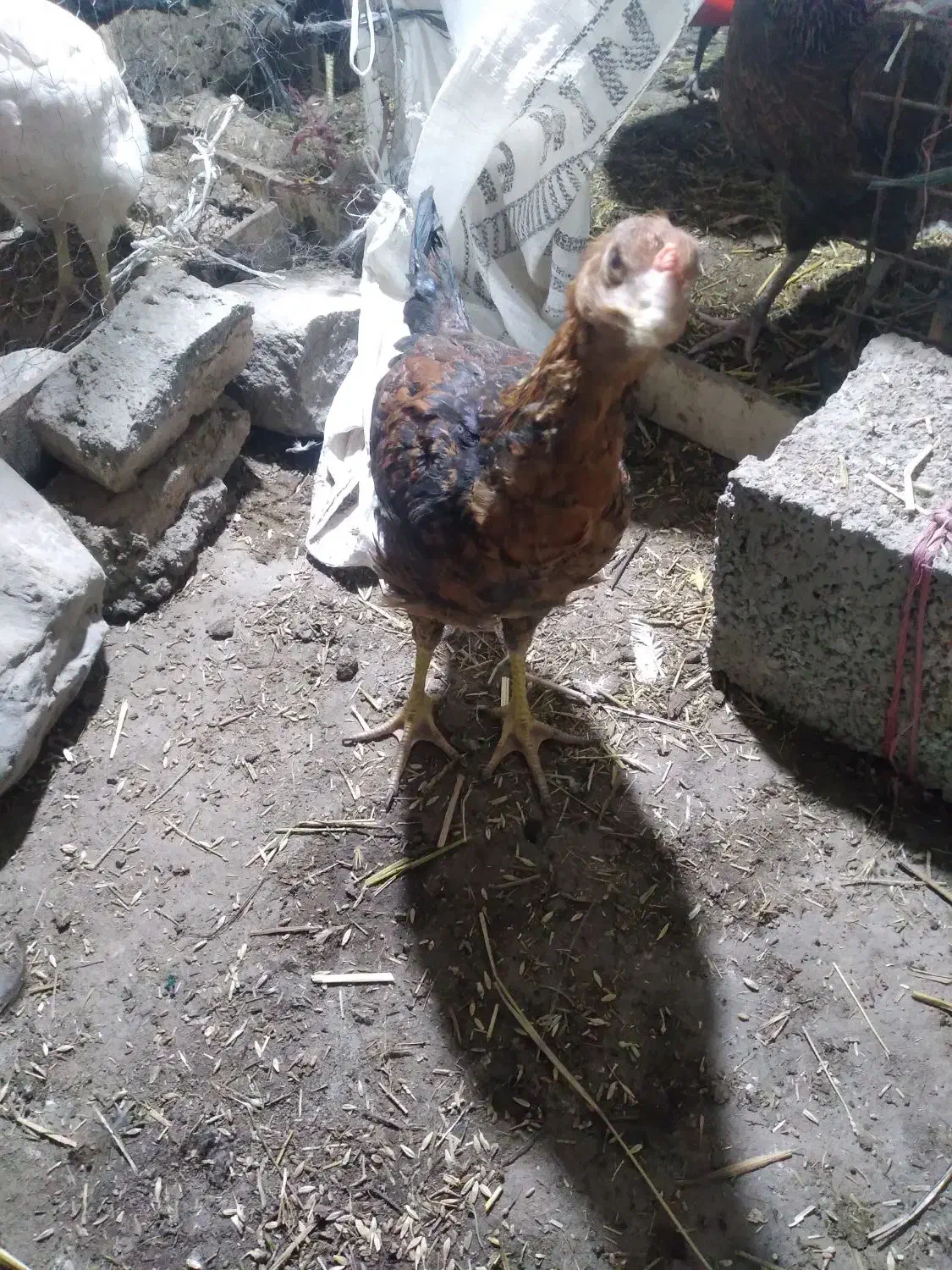 جوجه فریح|حیوانات مزرعه|مشگین شهر, |دیوار