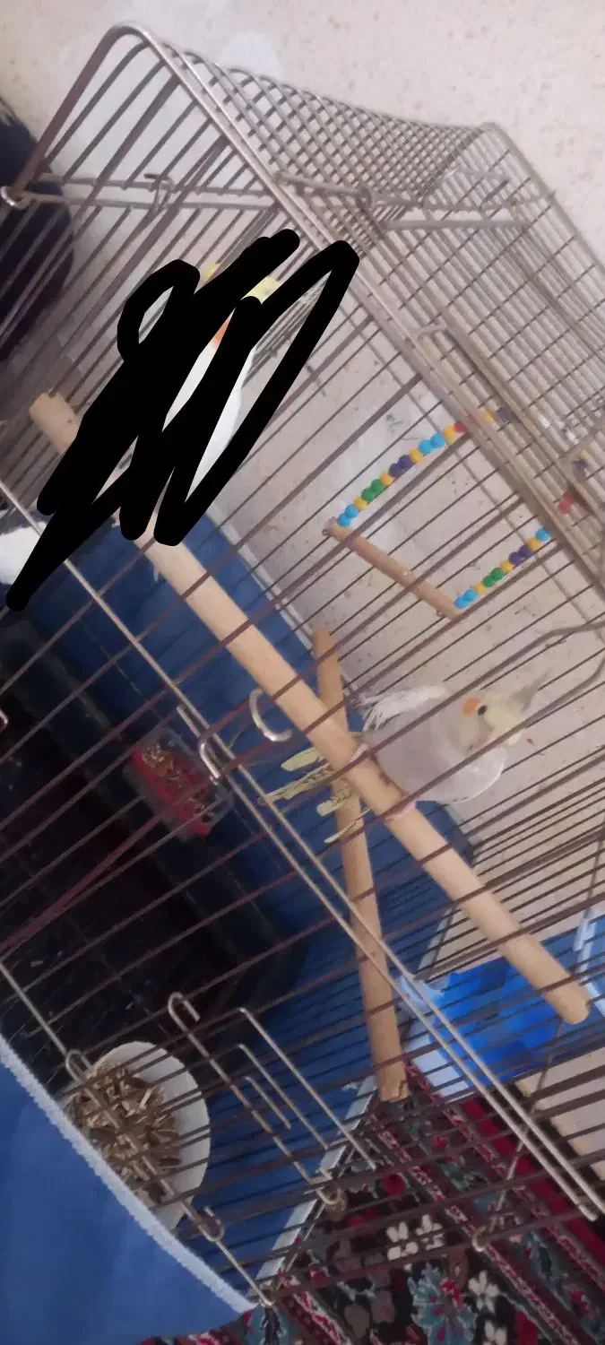 عروس هلندی|پرنده|مرودشت, مجد آباد|دیوار