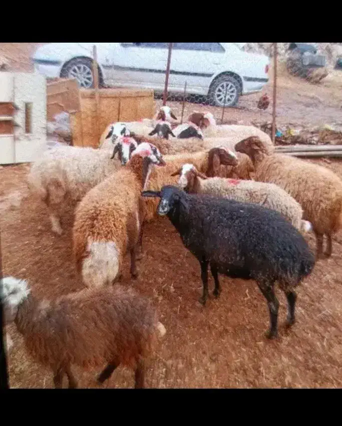 گوشت میش وشیشک|لوازم جانبی حیوانات|خرم‌آباد, |دیوار