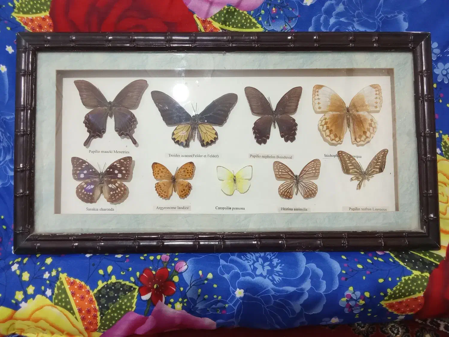 تابلو|تابلو، نقاشی، عکس|تهران, ولنجک|دیوار