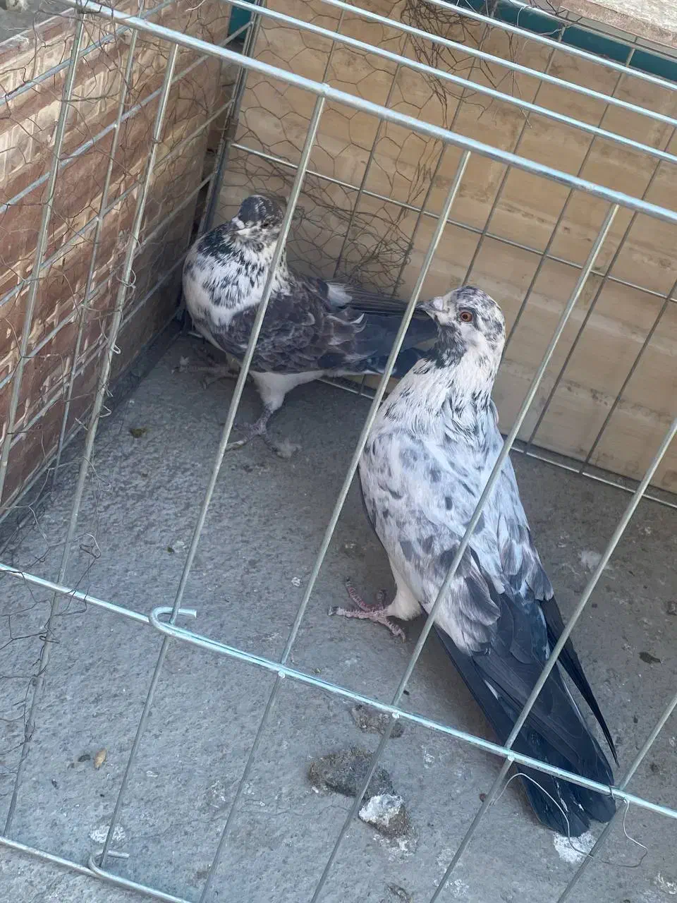 کبوتر پرشی|پرنده|پیر بکران, |دیوار