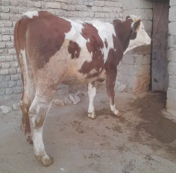 گاو ،گوساله ،تلیسه سیمینتال آبستن سنگین|حیوانات مزرعه|بیلوار, |دیوار