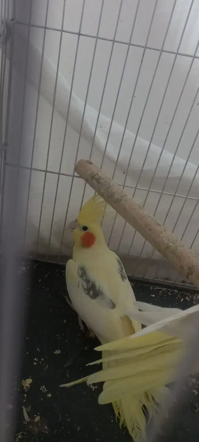 عروس هلندی|پرنده|شاهرود, |دیوار